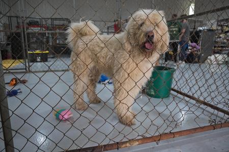 A fluffy, light-colored dog standing behind a chain-link fence in an indoor space, with toys and a green bucket on the floor.