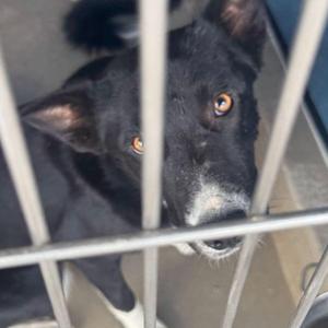 A black dog with brown eyes is looking through the bars of a cage.