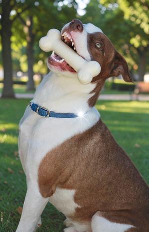 Bowie, American Bulldog, adult, available for adoption