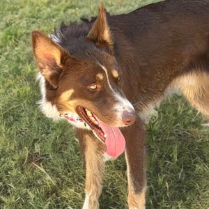 A brown and white dog with pointy ears and a pink tongue sticking out, standing on grass.