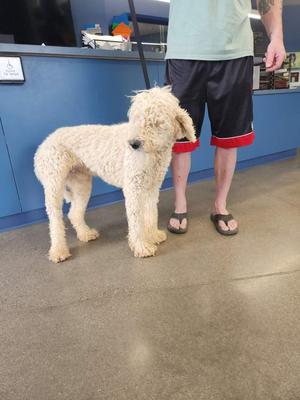 A fluffy, light-colored dog standing on a concrete floor next to a person wearing black shorts and sandals. The background shows a blue wall and some items on a counter.
