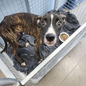 Babear, American Bulldog, adult, available for adoption