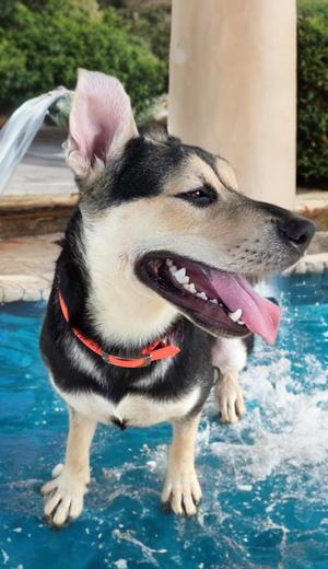 Bubbles/harley, Shepherd, adult, available for adoption