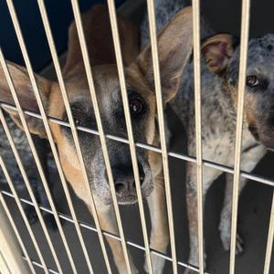 Alexa, Cattle Dog, adult, available for adoption