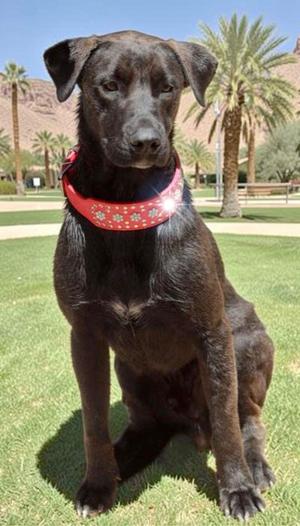Charlie, Labrador Retriever / Shepherd, adult, available for adoption