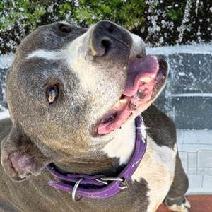 Belle, American Staffordshire Terrier, senior, available for adoption