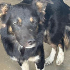 A black and white dog with brown markings on its face and ears, standing on a concrete surface.