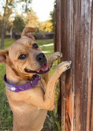 A brown dog with a purple collar is standing on its hind legs, leaning against a wooden post with its front paws. The dog has a happy expression with its mouth open and tongue out. The background shows a grassy area with trees and a fence.