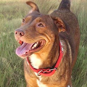 A brown dog with a red collar standing in a grassy field, looking up with its mouth open and tongue out.