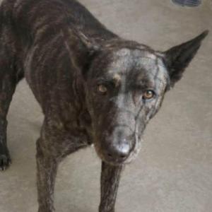a brindle dog standing on a concrete floor