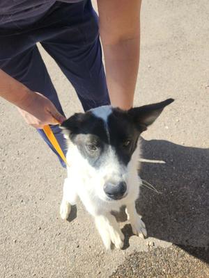 Benny, Husky, adult, available for adoption