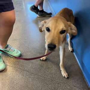 Bambi, Retriever, adult, available for adoption
