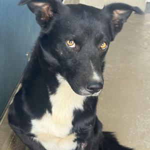 Angel, Collie, adult, available for adoption
