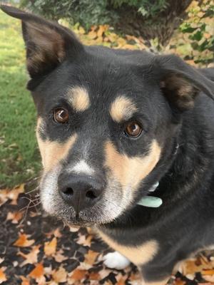Blackberry/bear, Shepherd, adult, available for adoption