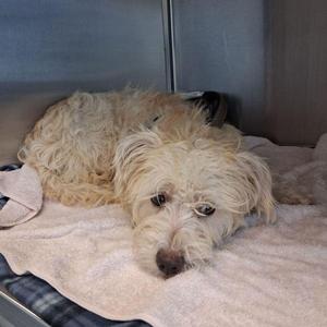 A small, fluffy dog with light-colored fur is lying on a towel inside a metal enclosure. The dog has a sad expression, with droopy eyes and a slightly tilted head. The background is a plain, metallic surface, possibly a kennel or carrier.