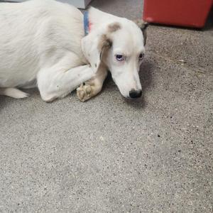 A white dog with long ears lying on a concrete surface, wearing a blue collar.