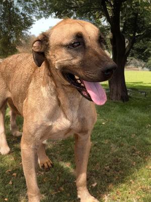 Alonzo*, Labrador Retriever, adult, available for adoption