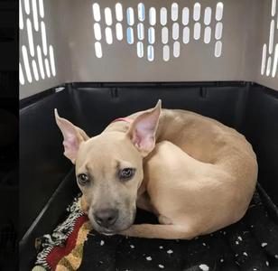 Bertha, American Staffordshire Terrier, adult, available for adoption