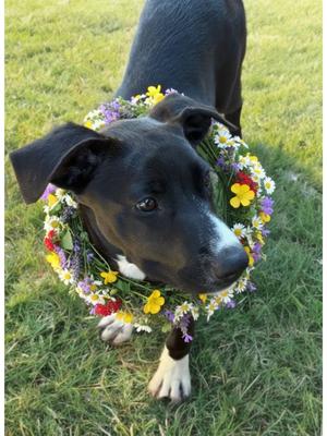 Brea, Cane Corso / Shar-Pei, young, available for adoption