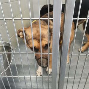 A brown and black dog standing behind a metal cage