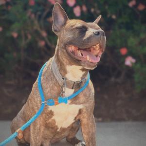 A brindle pitbull dog with its eyes closed and mouth open, sitting outdoors on a leash.