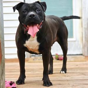 Amazing Atlas, Terrier, adult, available for adoption