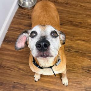 Bentlei, Terrier, senior, available for adoption