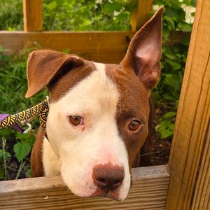 Aesop, Terrier, adult, available for adoption