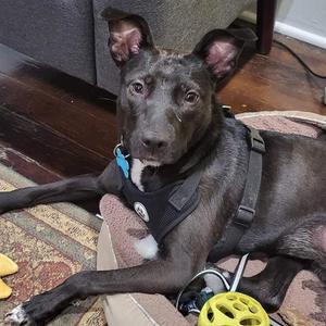 Anubis Marie, Terrier, adult, available for adoption