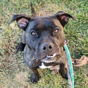 Aleister, Terrier, adult, available for adoption