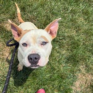 Bluee Brownlee, Terrier, American Pit Bull, adult, available for adoption