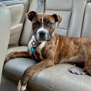 Belzora, Terrier, adult, available for adoption