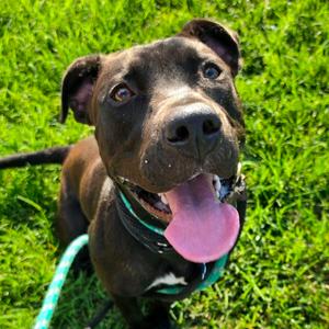 Black Cat, Retriever, Black Labrador, young, available for adoption