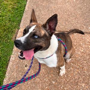 Bob, Akita, adult, available for adoption