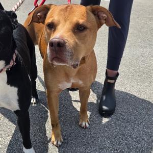 Banana Bread, Terrier, adult, available for adoption