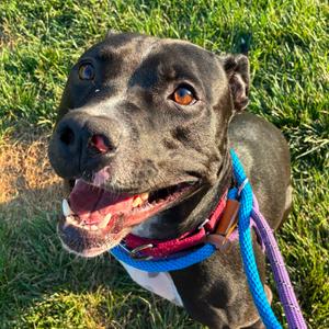 Astro, Terrier, adult, available for adoption