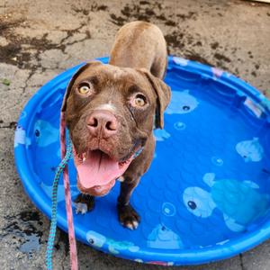 Bagels, Mastiff, adult, available for adoption