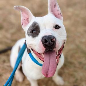 Abel, Terrier, adult, available for adoption