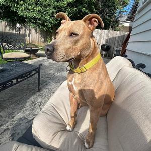 Billy Ray Cyrus, Terrier, adult, available for adoption