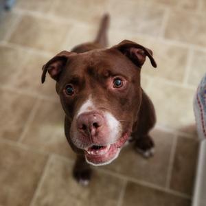 Brick, Terrier, senior, available for adoption