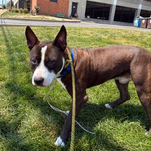 Bacon Bits, Terrier, adult, available for adoption