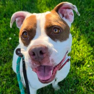 Benita, Terrier, adult, available for adoption