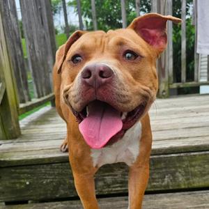 Acerola, Boxer, adult, available for adoption