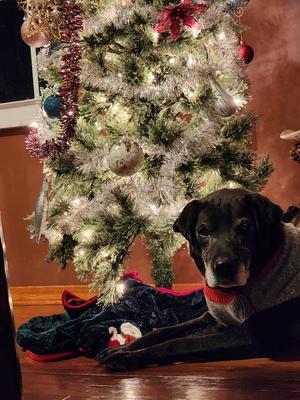 Butch, Hound/Labrador Retriever, senior, available for adoption