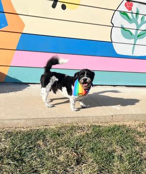 Jack, Jack Russell Terrier/Schnauzer, senior, available for adoption