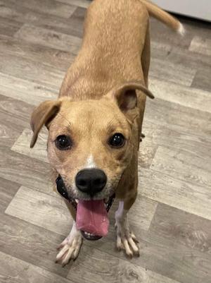 Kai, Mixed Breed, adult, available for adoption