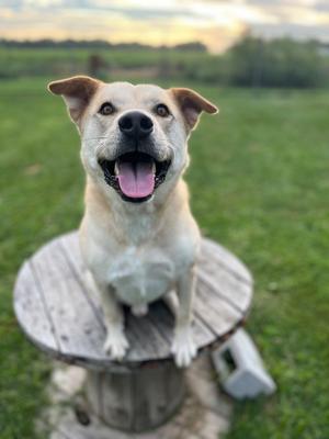 Hank, Labrador Retriever/Mixed Breed, senior, available for adoption