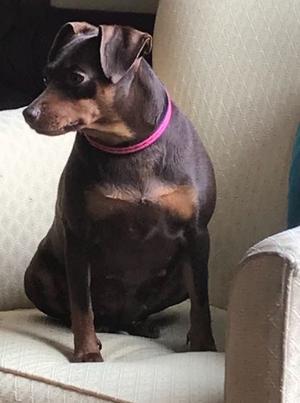 Maple, Miniature Pinscher, adult, available for adoption