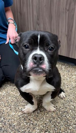 Tux, Pit Bull Terrier/Mixed Breed, adult, available for adoption