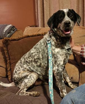 Benny, Mixed Breed, adult, available for adoption